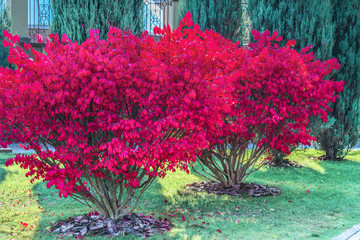 A fragment of the autumn park . Winged euonymus Compactus is a perennial shrub that impresses with its beauty.