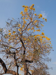 Golden trumpet tree (Handroanthus chrysotrichus) yellow flowers blossom blooming on top tree with blue sky background.