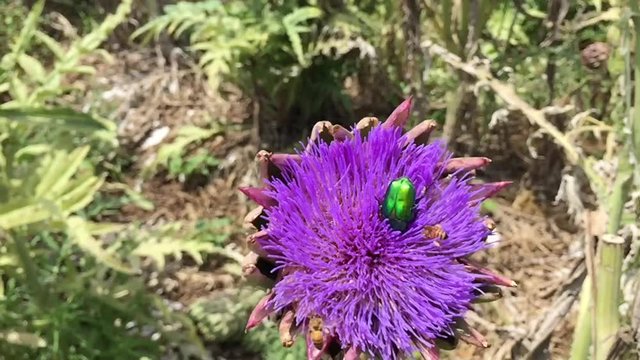 Bees suckle nectar from artichoke flowers