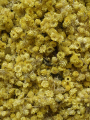 Close up of dried chamomile flowers for tea