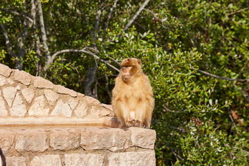 Portrait Monkey of gibraltar in nature