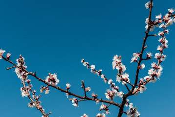 cherry blossom time in europe 