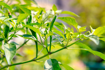 Obraz premium Close up of green chili on tree.