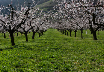 Fototapeta na wymiar cherry blossom time in europe 