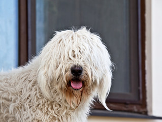 Dog breed komondor, hungary shepherd portrait