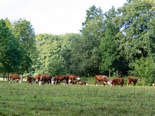 Naklejka na ściany i meble herd of hereford cattle is grazing on a meadow