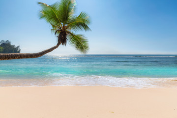 Fototapeta na wymiar Tropical Beach. Beautiful beach with palms and turquoise sea in Jamaica island. 
