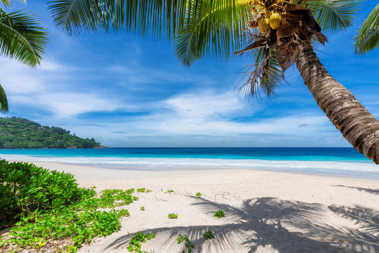 Paradise beach. Sandy beach with palm and tropical sea. 