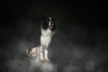 Dog at Halloween. Dog with pumpkin. Tricke or treat.