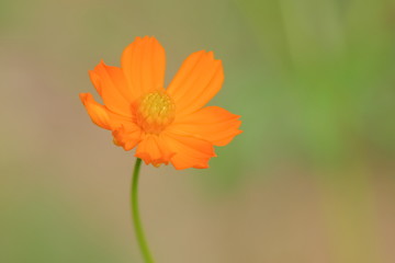 Soft focus yellow cosmos flowers blossom blooming with green nature blurred background.