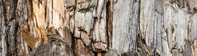 bark of a tree surface texture