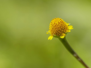 yellow nectar and pollen of Sphagneticola trilobata, commonly known as the Bay Biscayne...