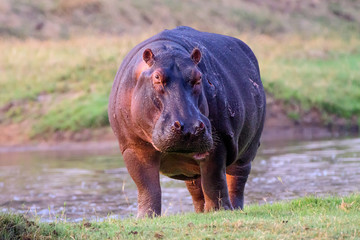 Imposing Hippo out of the water