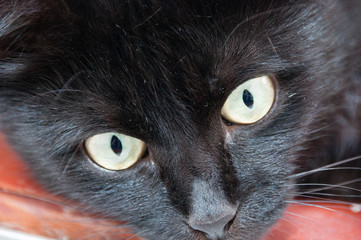 Black cat with yellow eyes, close up. Animal Day and Cat Day