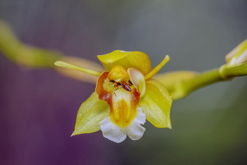 Close up Coelogyne fuscescens wild orchids yellow color on branch with nature blurred background, Phu Luang National Park, loei, Thailand.