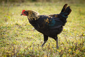 Moscow black rooster on the farm