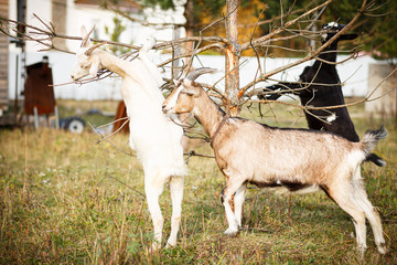 goats in the farm