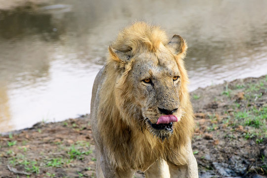 head shot of a male lion