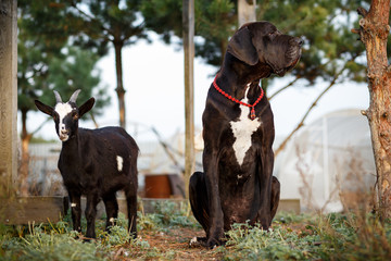 Black great dane dog with goats on the farm