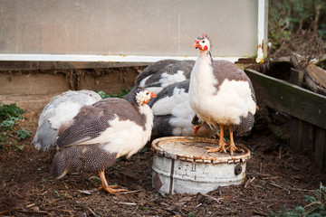 Fowl guinea on the farm