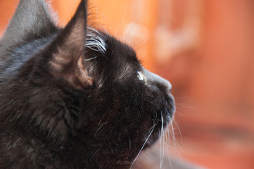 Beautiful black cat looks away closeup profile. Animal Day and Cat Day