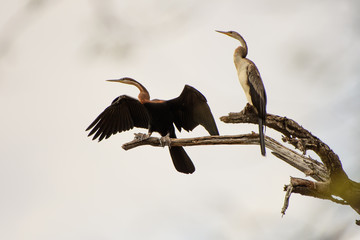 African Darter courting couple