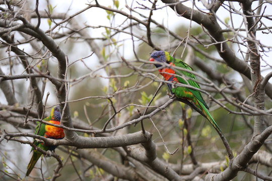 Loriquet &agrave; t&ecirc;te bleue