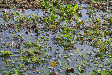 flooded field in water