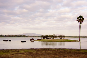Hippo island in the selous