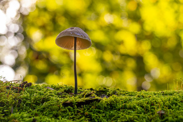 Pilz auf Moos mit Bokeh