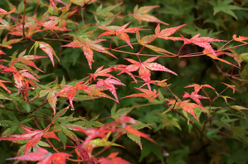 色づく紅葉