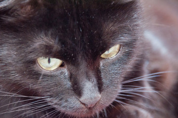 Yellow eyes of very beautiful black cat close-up. Animal Day and Cat Day
