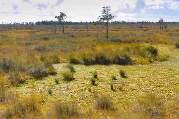 Picturesque swamp in the forest. Swampy forest pond.