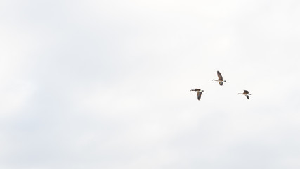 the geese are in the air mastering the wind and challenges with skill and teamwork 