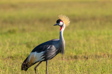 Truly Crowned Crane