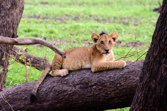 Adventurous lion cub exploring