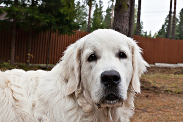 Dog breed golden reriever portrait in the yard against the background of the fence