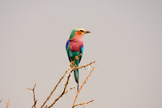 Lilac breasted roller perched on a twig 