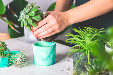 Woman is planting succulent plant in the new planter pot - obrazy, fototapety, plakaty