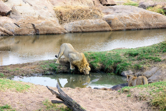 Timid Lion drinking cautiously with a crocodile present