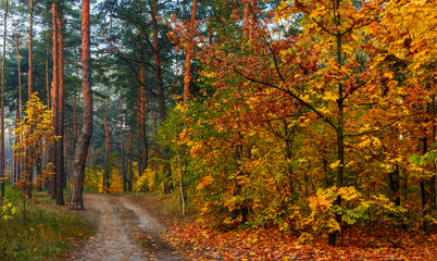 Autumn forest. Pleasant walk in the nature. Autumn painted trees with its magical colors.