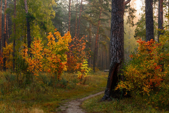 Autumn forest. Pleasant walk in the nature. Autumn painted trees with its magical colors.