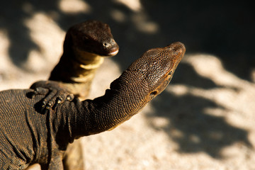 Mertens Water Monitors play fighting outside during the day