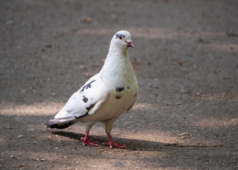 White pigeon on a background