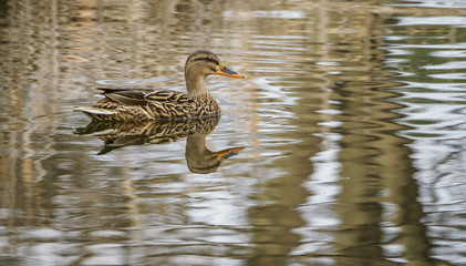 Duck in the water