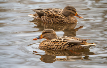 Female mallard ducks swimming in pond