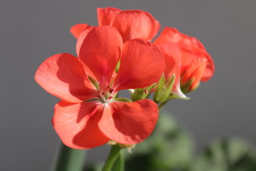 Naklejka premium kwiat