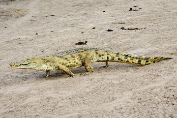 Walking crocodile on the move