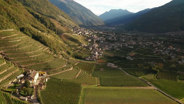 Aerial 4K - Valtellina (IT) - Bianzone - Vista dei vigneti di Nebbiolo 
