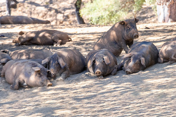 A group of Iberian pig in a cork tree shadow, in Jabugo village in the mountains of Aracena, Huelva, Spain